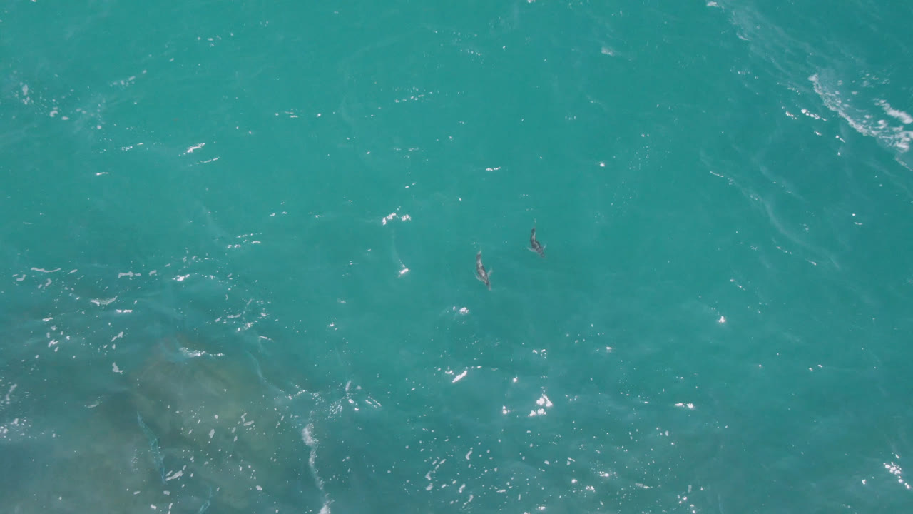 Two dolphins swim above darker underwater patches in teal water.