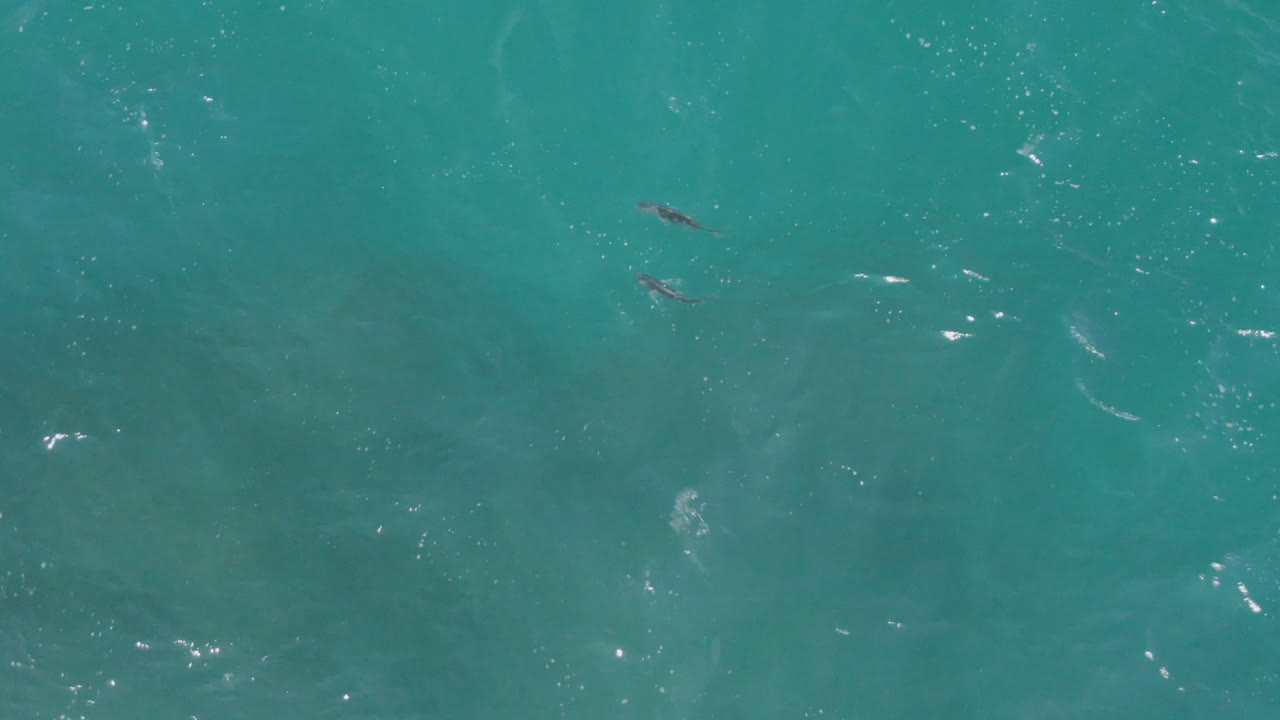 Overhead view of turquoise water near Laguna Beach, Baja California Sur, with small dark fish shapes and scattered surface sparkle, no visible people.
