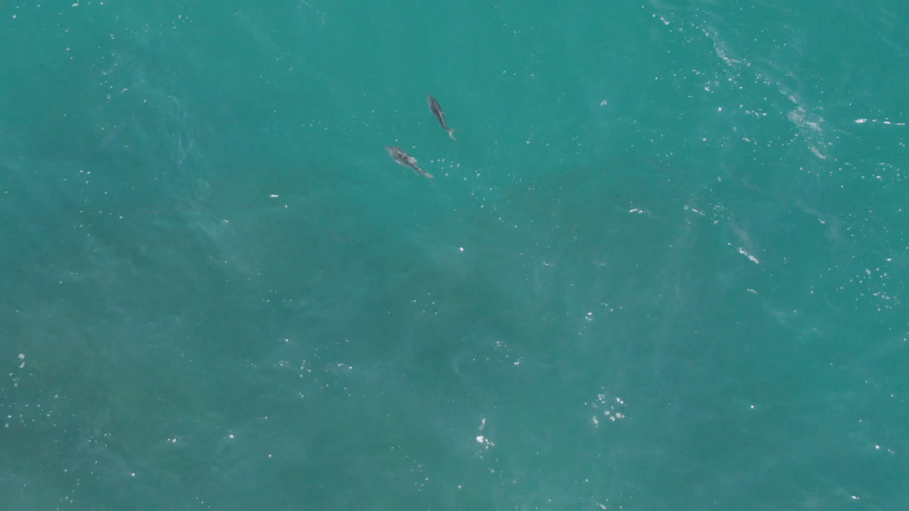 Overhead frame of blue-green ocean near Laguna Beach, Baja California Sur, with small fish visible near the upper portion and no visible people.