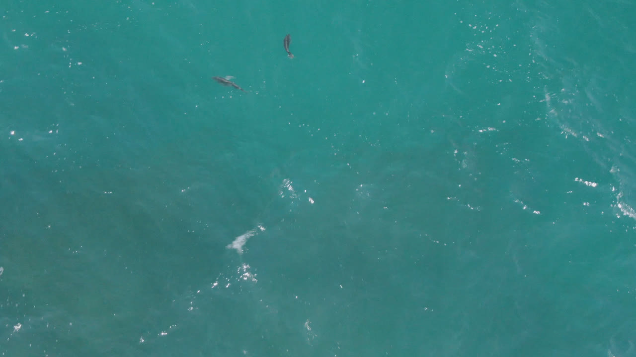 Clear ocean surface with dark fish shapes and bright water highlights.
