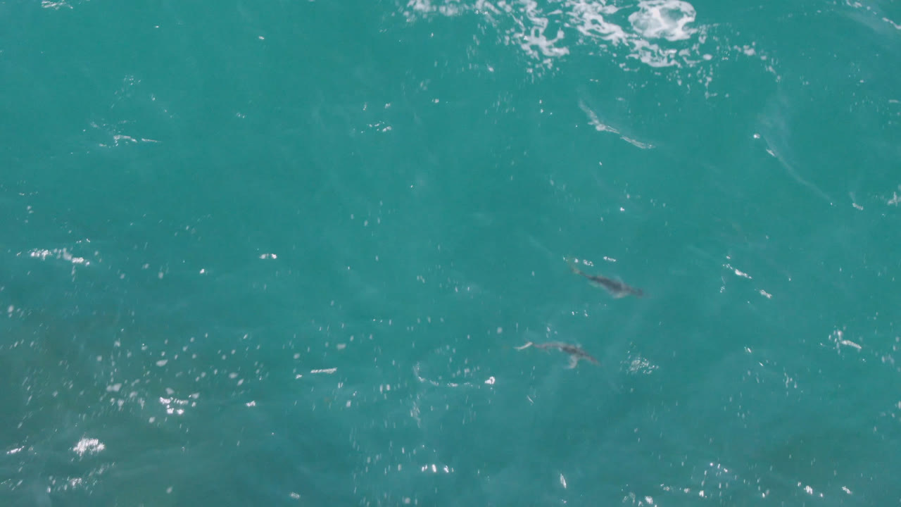 Overhead view of turquoise ocean at Laguna Beach, Baja California Sur, with several small dark marine animals visible beneath the surface and no visible people.