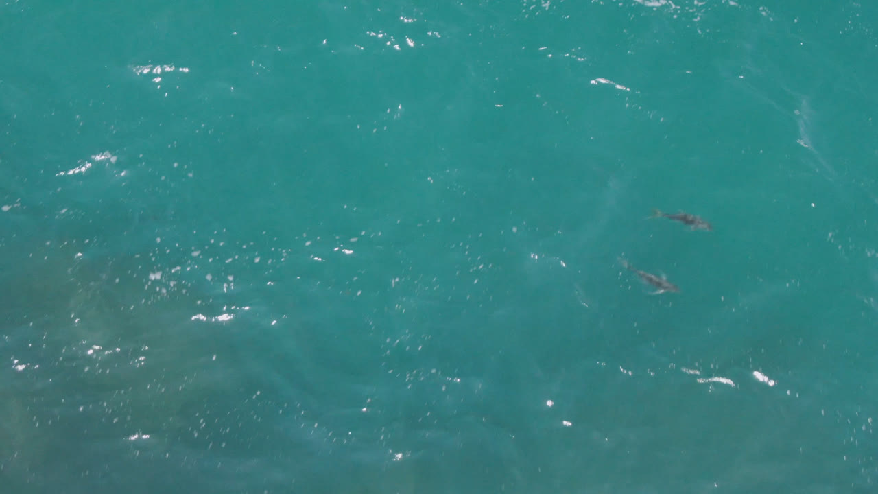 Aerial frame over Laguna Beach, Baja California Sur, showing blue-green water, scattered fish-like dark shapes, bright surface reflections, and no visible people.