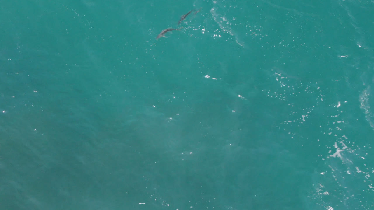 Overhead view of two dolphins small in the turquoise water near Laguna Beach, Baja California Sur, with scattered surface ripples and no visible people.