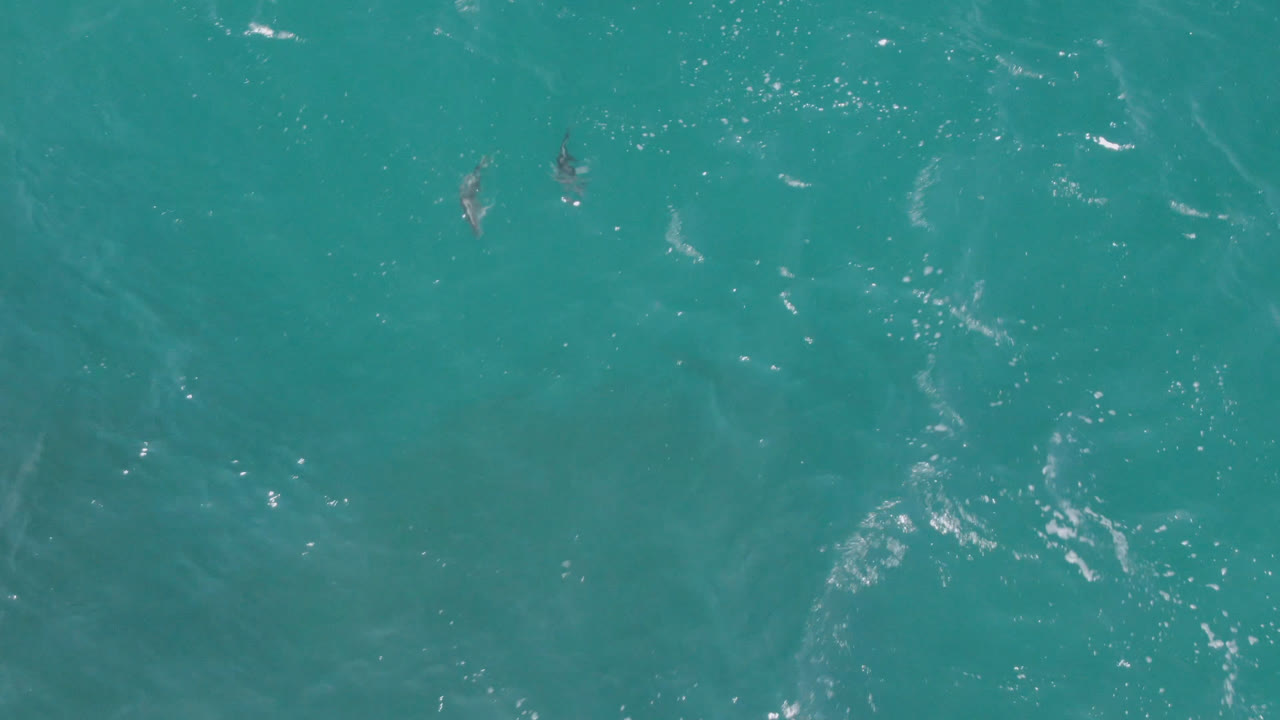 Two dolphins remain visible from above in blue-green ocean off Laguna Beach, Baja California Sur, surrounded by small white wave flecks and no visible people.