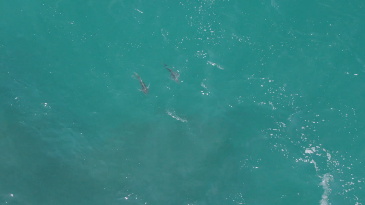 Small dolphins near the surface of clear ocean water