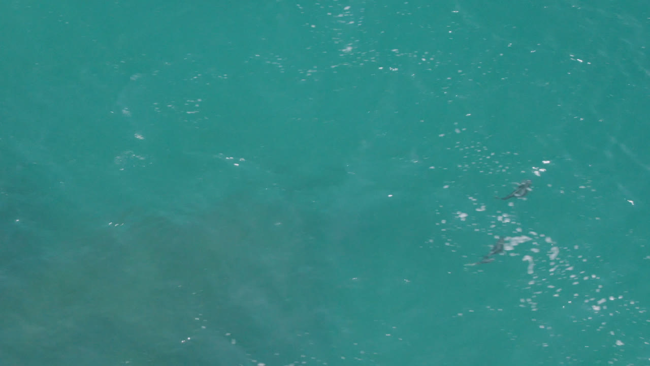 Overhead view of clear turquoise ocean near Laguna Beach, Baja California Sur, with small dolphins near the upper right and no visible people.