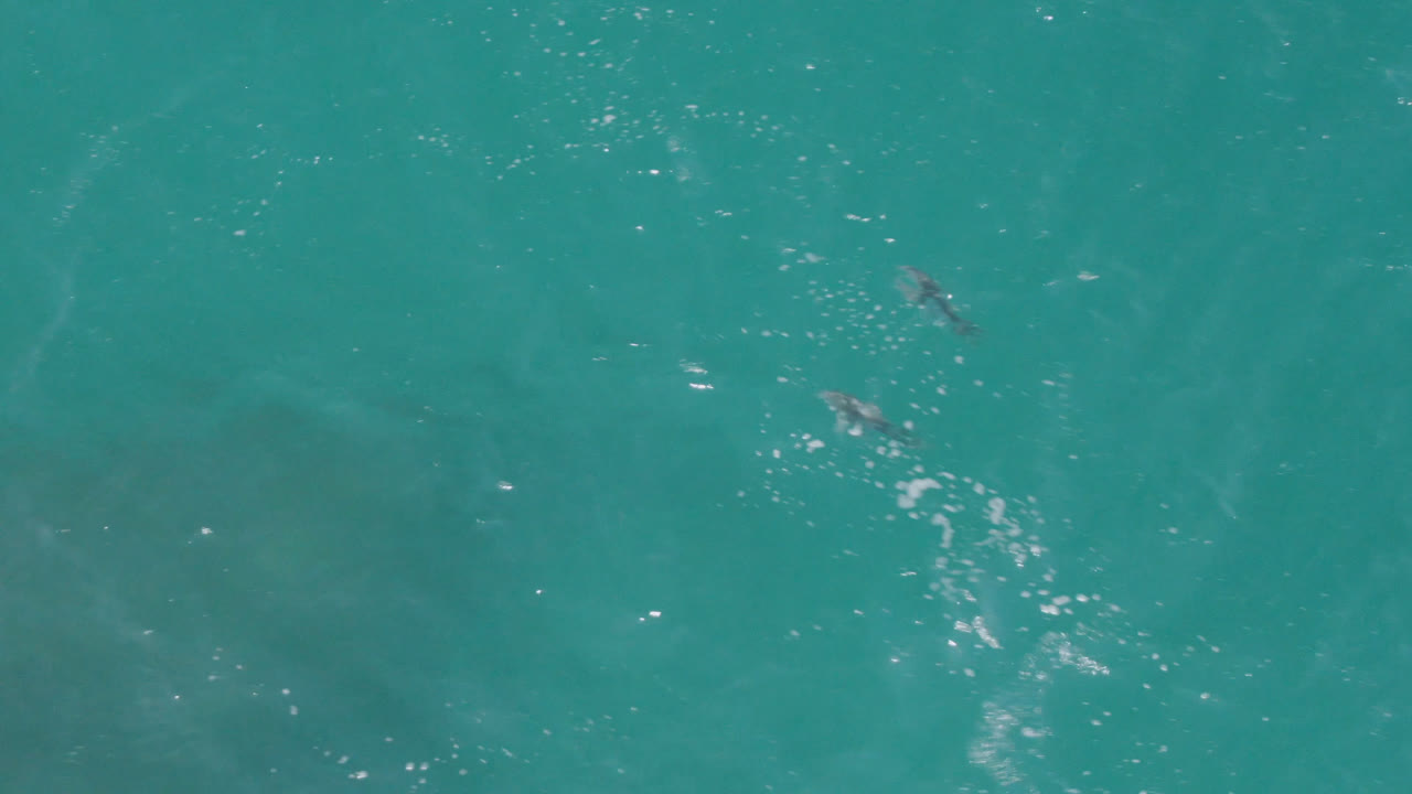 A broad overhead frame of Laguna Beach ocean water shows faint dolphin shapes beneath ripples and sun sparkle, with no visible people.