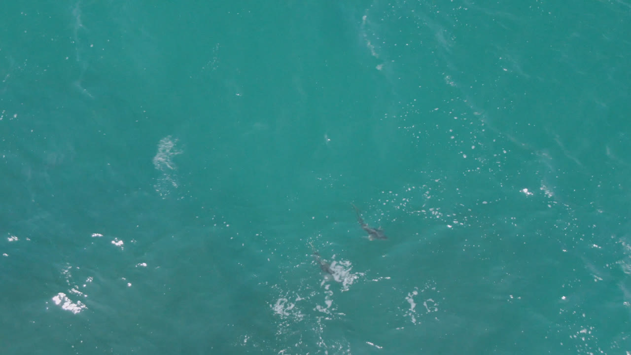 Overhead view of turquoise ocean water at Laguna Beach, Baja California Sur, Mexico, with a small dolphin shape near the surface and no visible people.