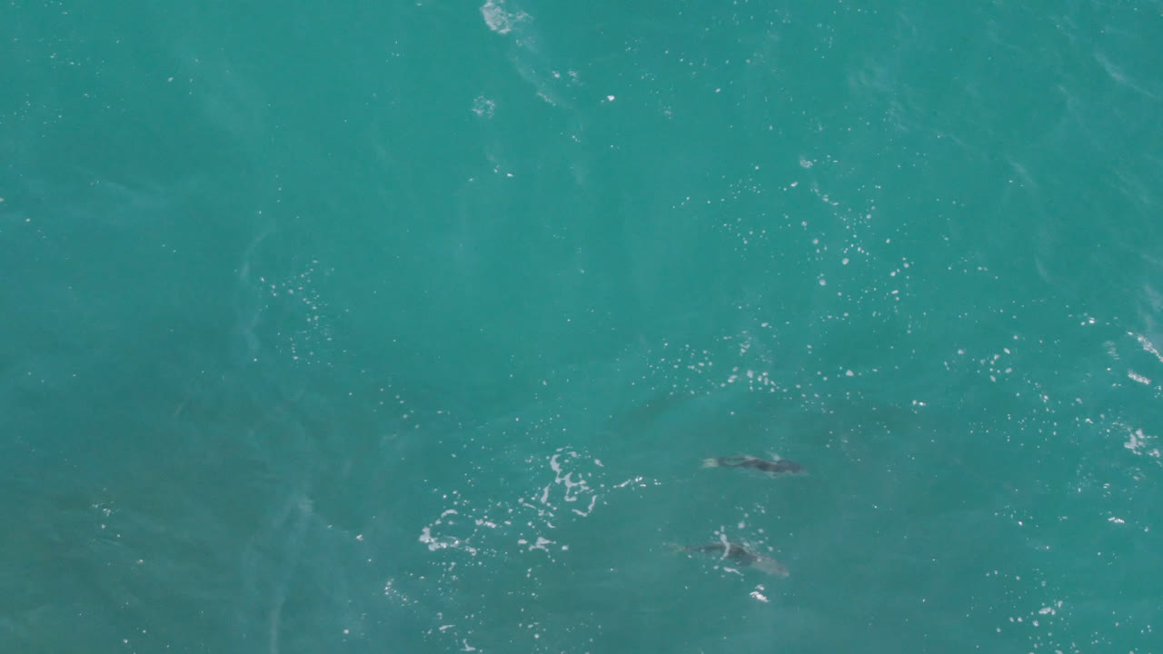 Blue green ocean surface at Laguna Beach, Baja California Sur, Mexico, with faint dolphin shapes just under the surface and no visible people.