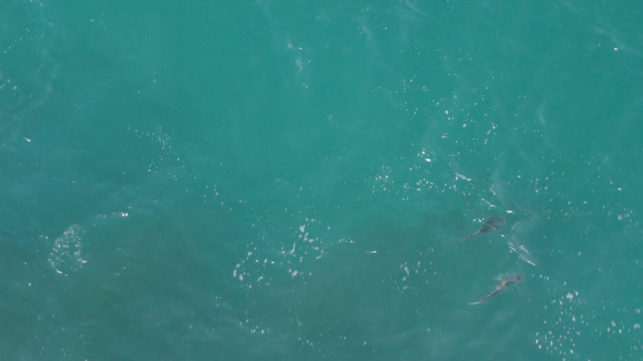 Several dolphins visible beneath sunlit turquoise ocean water