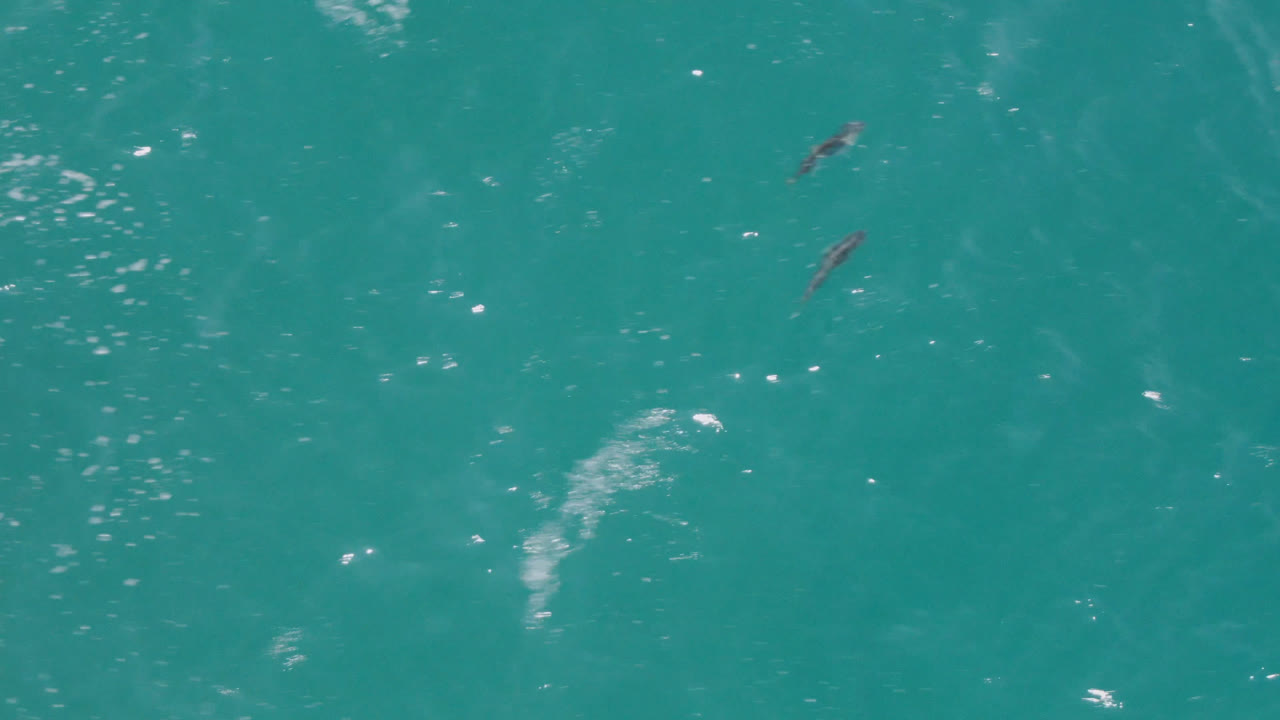 High overhead view of turquoise ocean near Laguna Beach, Baja California Sur, with several small dolphins near the upper edge and no visible people.
