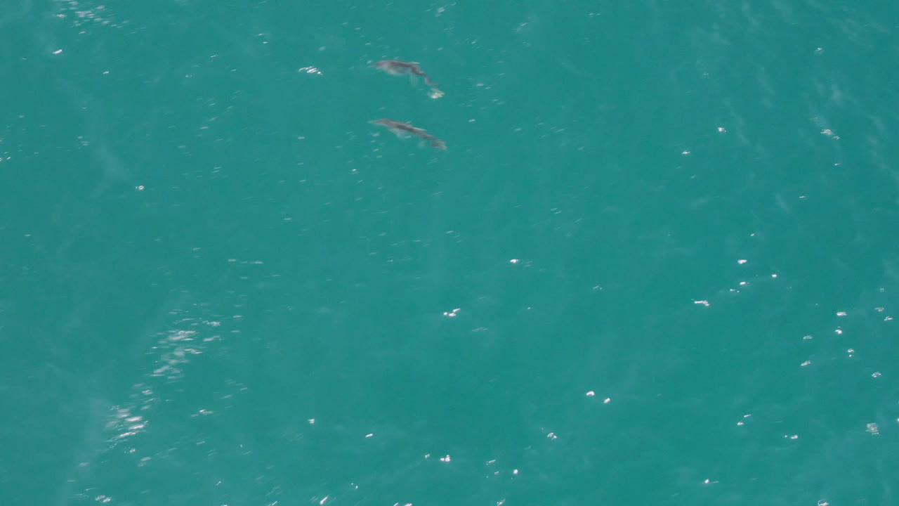 Overhead frame of clear teal water near Laguna Beach, Baja California Sur, with scattered dolphins near the top of frame, bright reflections, and no visible people.