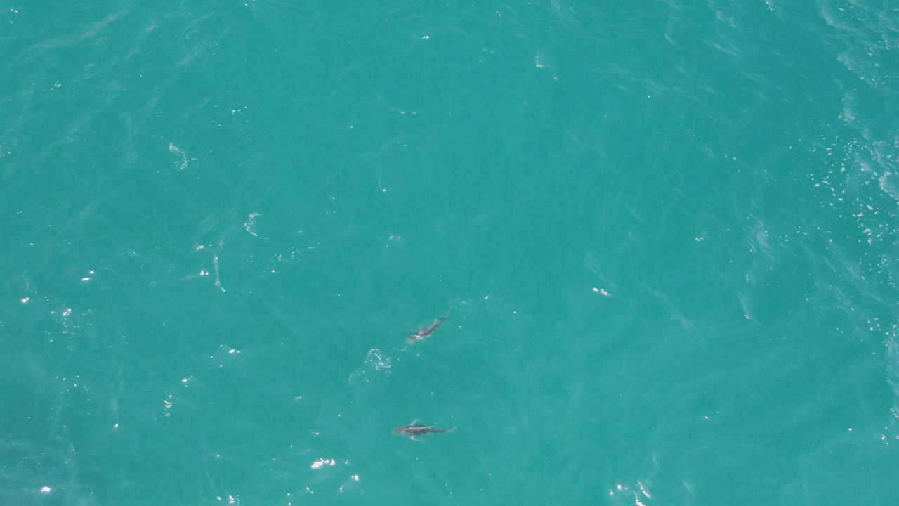Overhead turquoise ocean with several small dolphins near the surface.