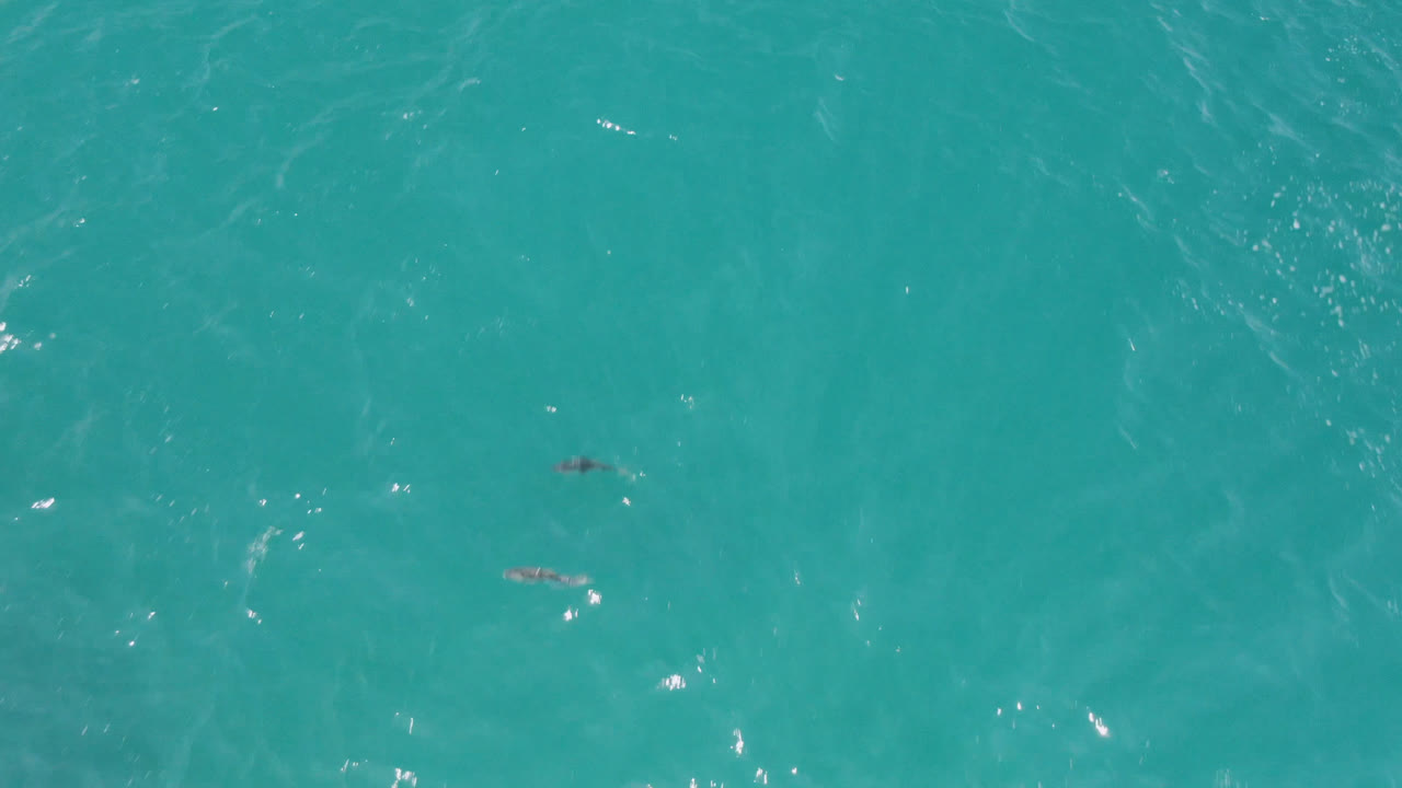 Aerial frame over Laguna Beach, Baja California Sur, showing small dolphins beneath blue-green water with ripples and bright surface reflections, no visible people.
