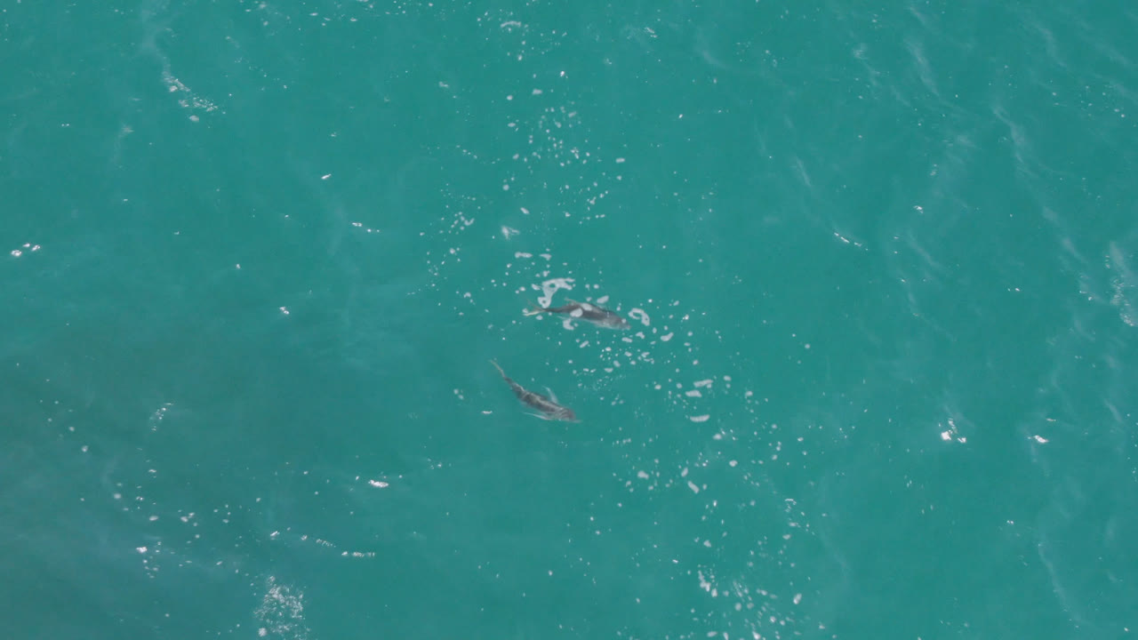 Overhead view of turquoise ocean water near Laguna Beach, Baja California Sur, with a small dolphin shape left of center and no visible people.