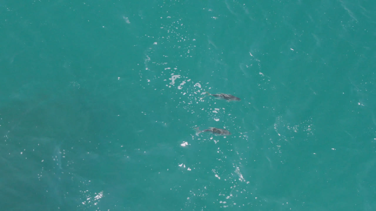 Aerial frame over Laguna Beach, Baja California Sur ocean water with a dolphin near the upper center, scattered white sparkle, and no visible people.