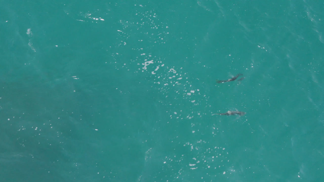 Small dolphin silhouettes are visible in turquoise ocean water.