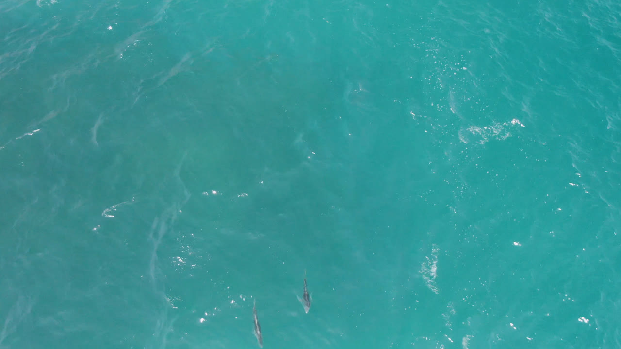 Overhead view of turquoise ocean at Laguna Beach, Baja California Sur, with several small dolphins near the surface and no visible people.