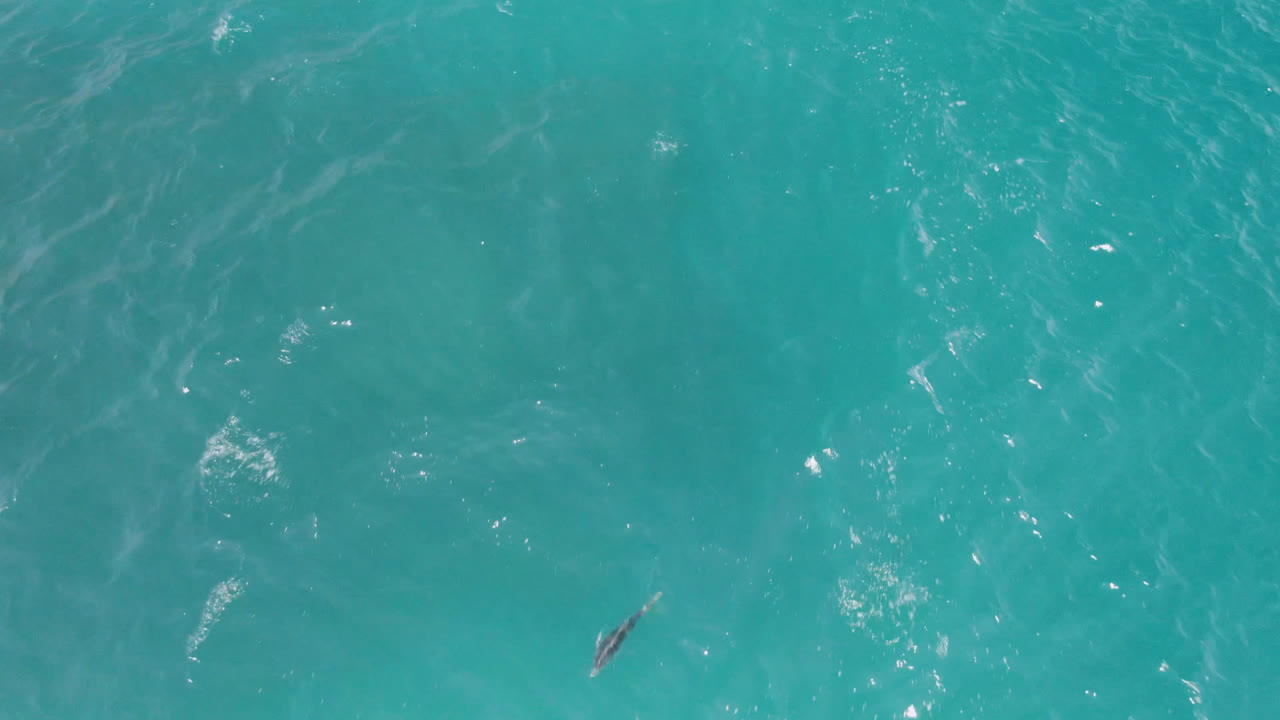 A dolphin appears near the center of the overhead frame in turquoise Laguna Beach ocean water, with faint wave streaks and no visible people.