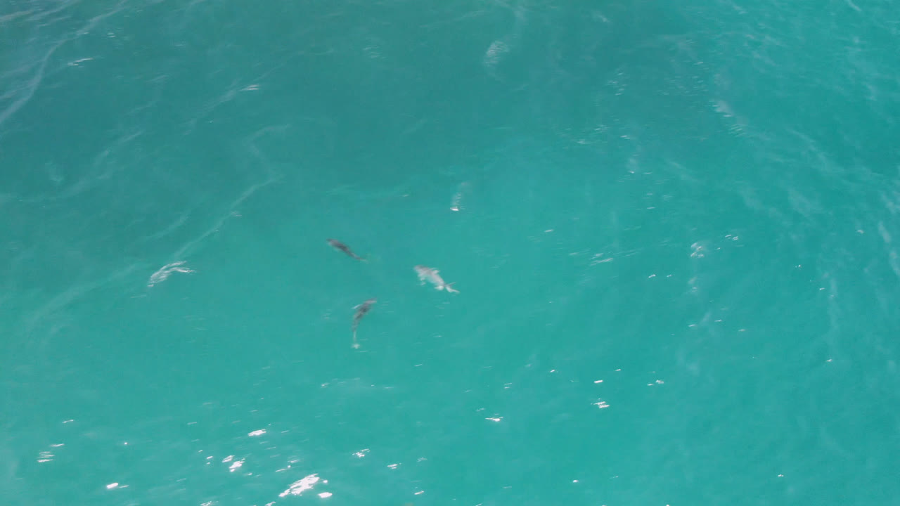 Overhead view of turquoise water at Laguna Beach, Baja California Sur, Mexico, with a few small fish visible near the surface and no visible people.