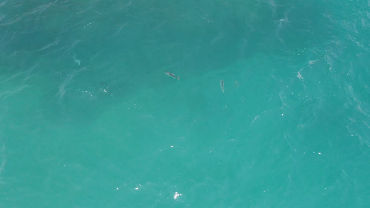 Blue-green ocean surface at Laguna Beach, Baja California Sur, Mexico, with small fish spread across the frame, light ripple patterns, and no visible people.