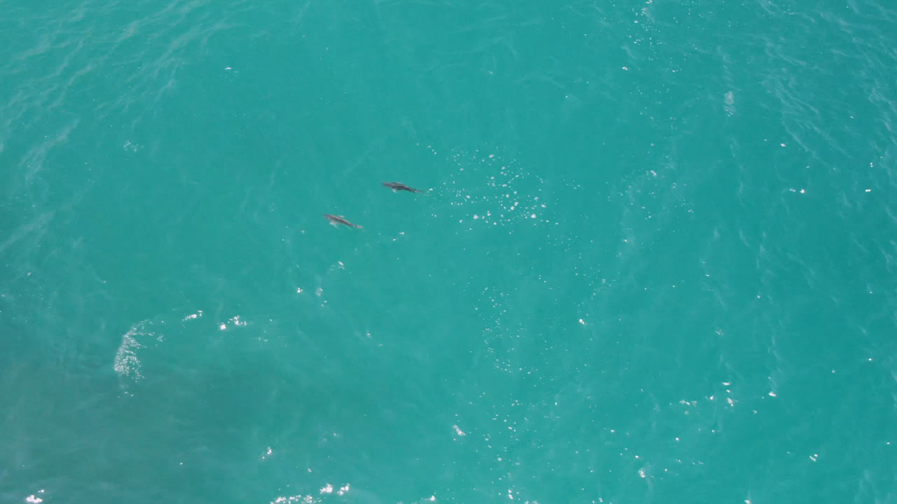Overhead view of turquoise water near Laguna Beach, Baja California Sur, Mexico, with several small dark fish near the upper half and no visible people.