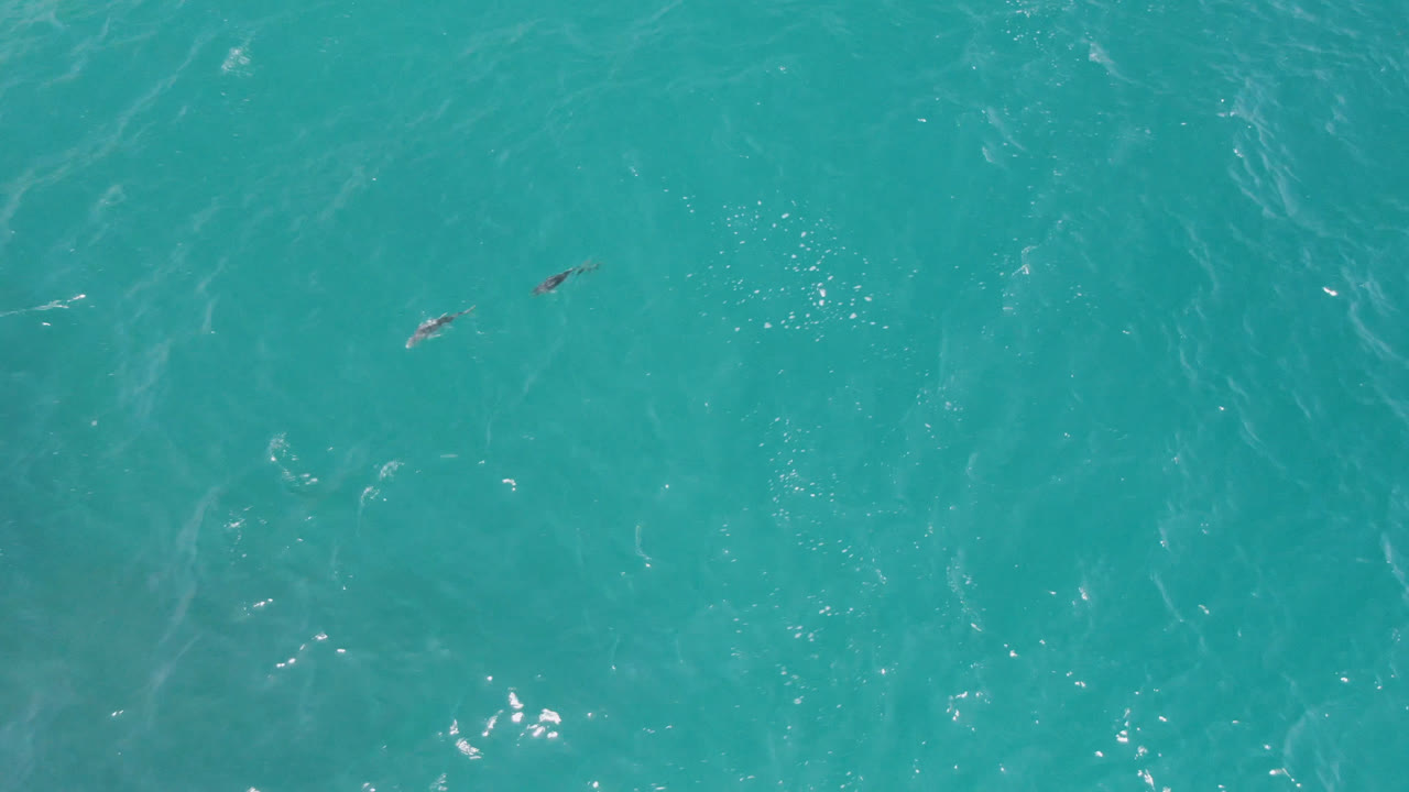 Overhead teal ocean at Laguna Beach, Baja California Sur, Mexico, with scattered small fish shapes crossing the upper water and no visible people.