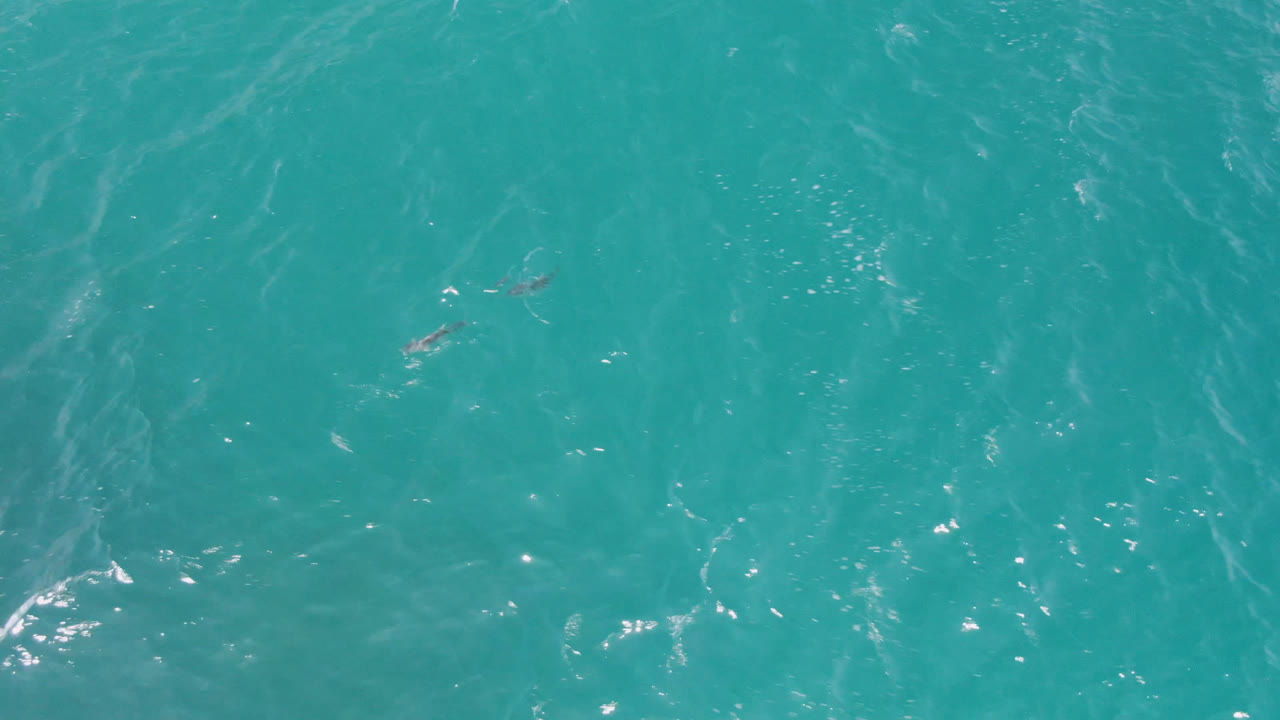 Open turquoise water with bright ripples and a small fish near center.