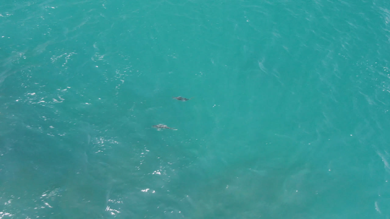 Two dolphins appear small in clear turquoise water at Laguna Beach, Baja California Sur, Mexico, with faint surface ripples and no visible people.