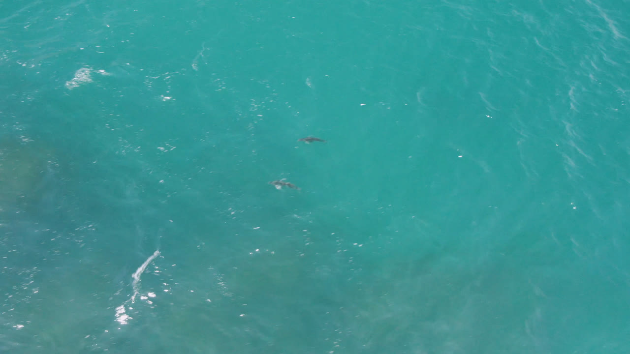 The dolphins sit farther apart beneath rippled turquoise ocean at Laguna Beach, Baja California Sur, Mexico, with a thin white wave streak crossing the water and no visible people.