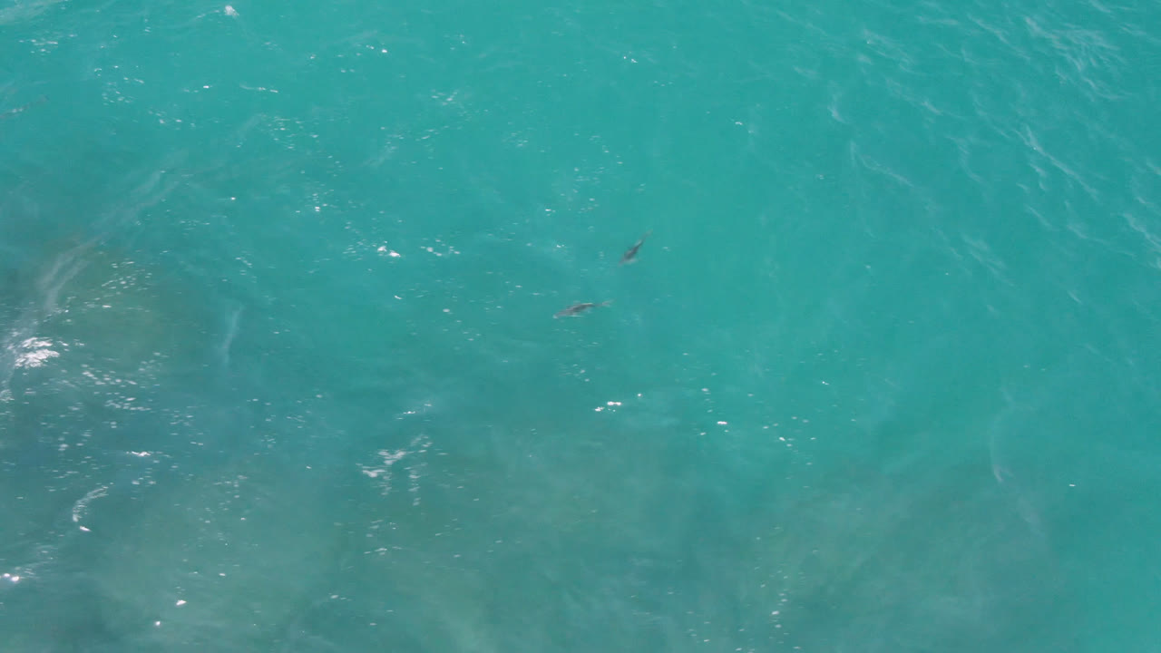 Two dolphins near bright surface glints in blue-green water