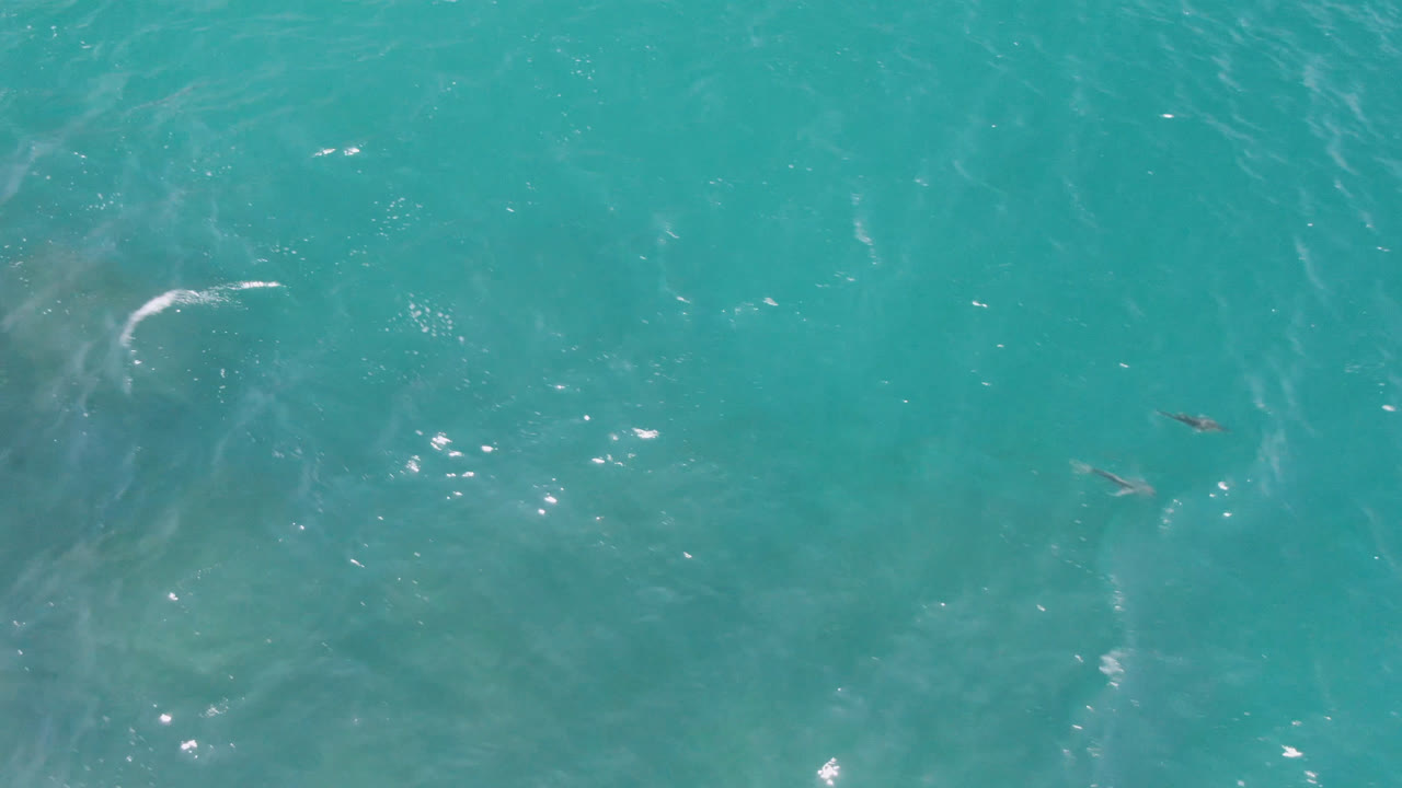Aerial water frame from Laguna Beach, Baja California Sur, showing blue-green ocean, scattered bright reflections, and small dark shapes near the surface with no visible people.