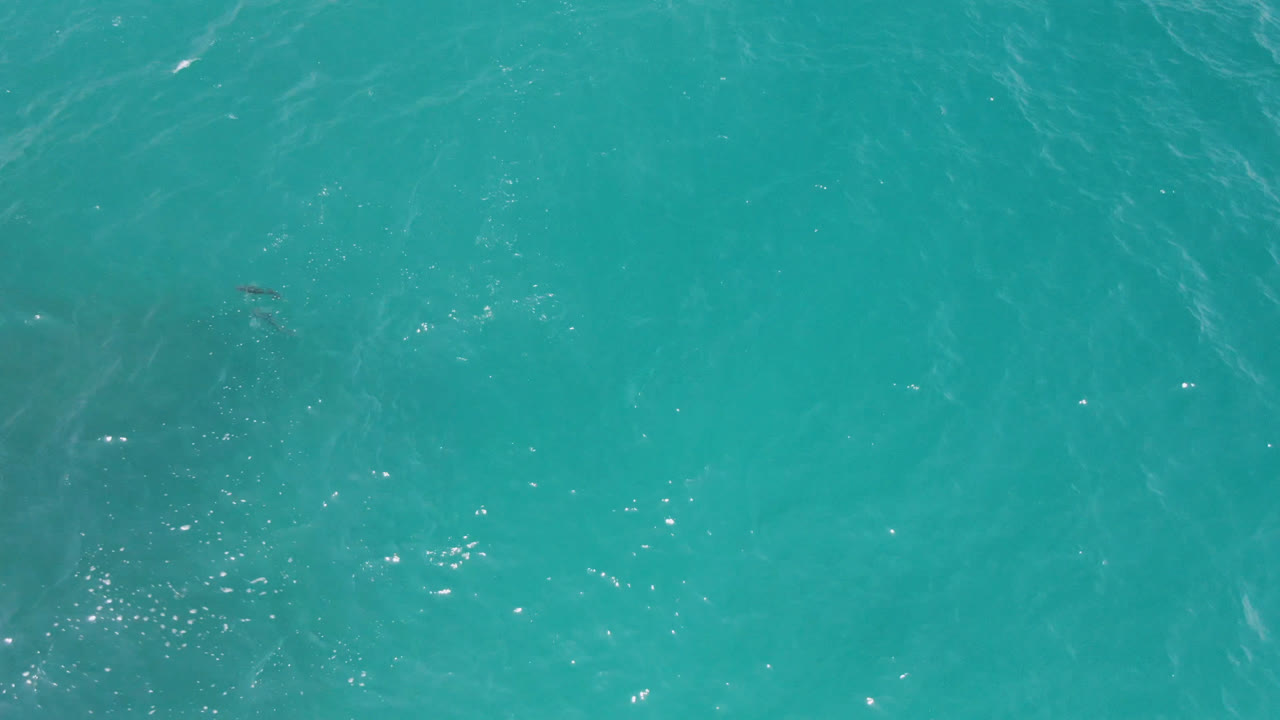 Open turquoise water with scattered sparkle and small dark shapes near the surface.