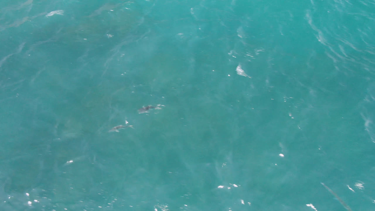 Blue-green water surface with ripples and faint underwater shading.