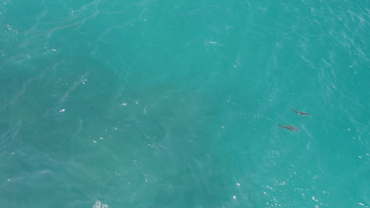 Turquoise ocean water with tiny dark shapes near the surface.