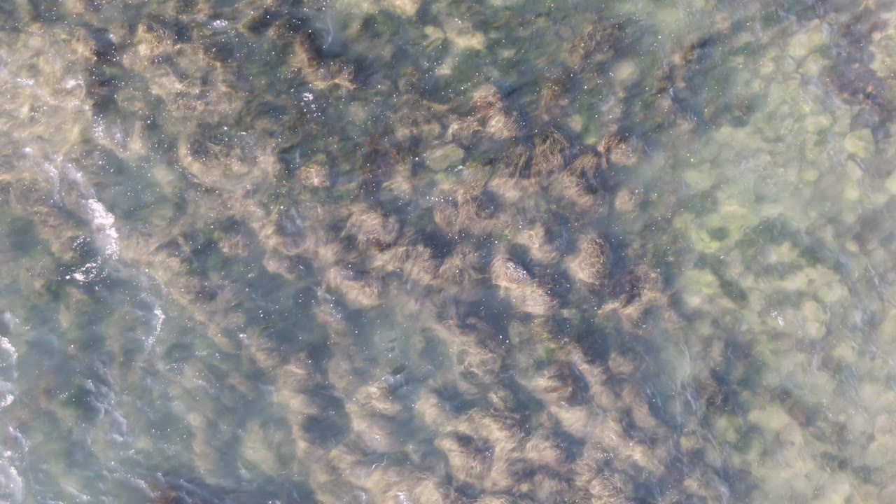Overhead view of blue-green shallows with brown seaweed and pale submerged patches.