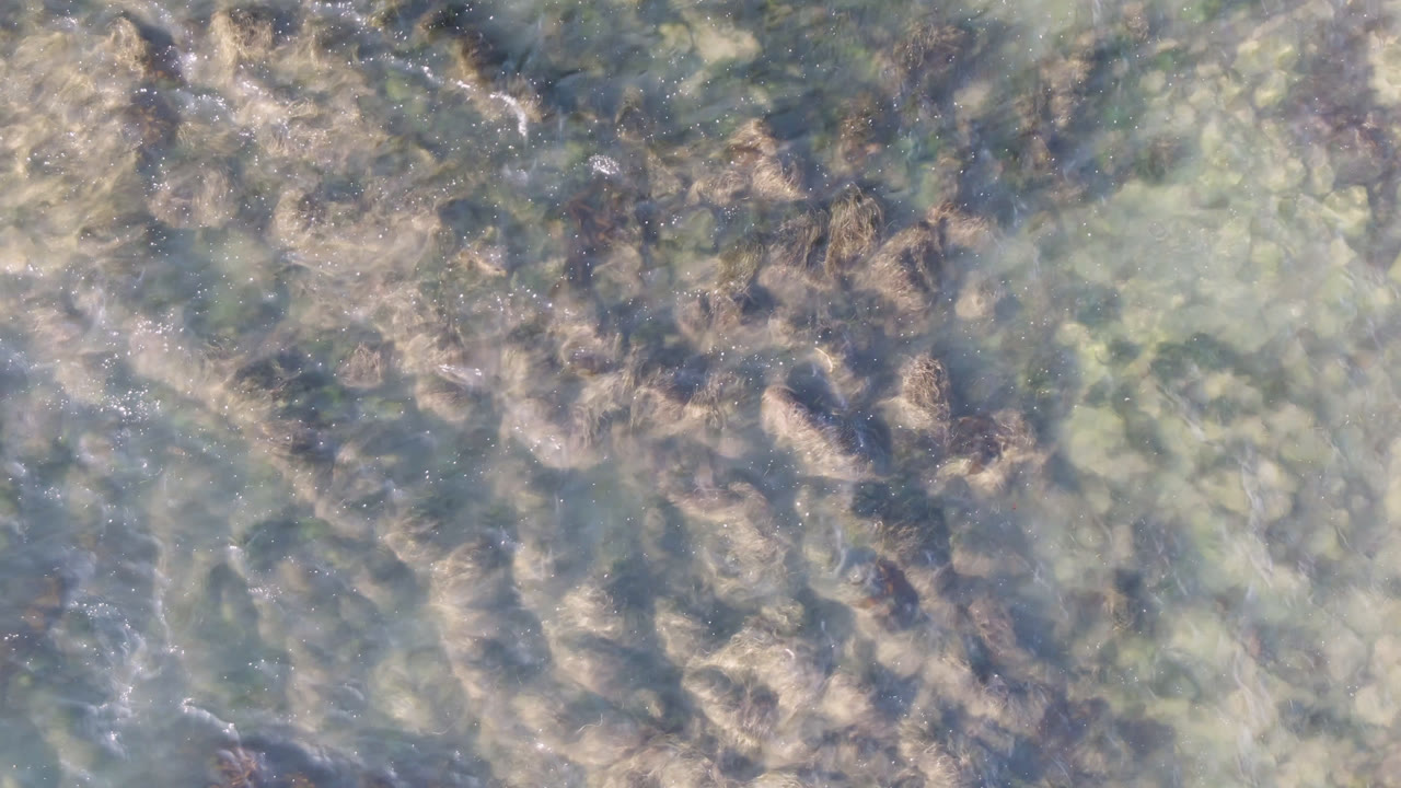 Second overhead frame in Bahia Ascuncion, Baja California Sur, Mexico, with denser brown seaweed bands across muted green shallows and no visible people.