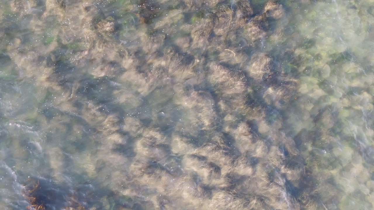 Overhead view of shallow blue-green water and brown seaweed in Bahia Ascuncion, Baja California Sur, Mexico, with no visible people at 0:00.