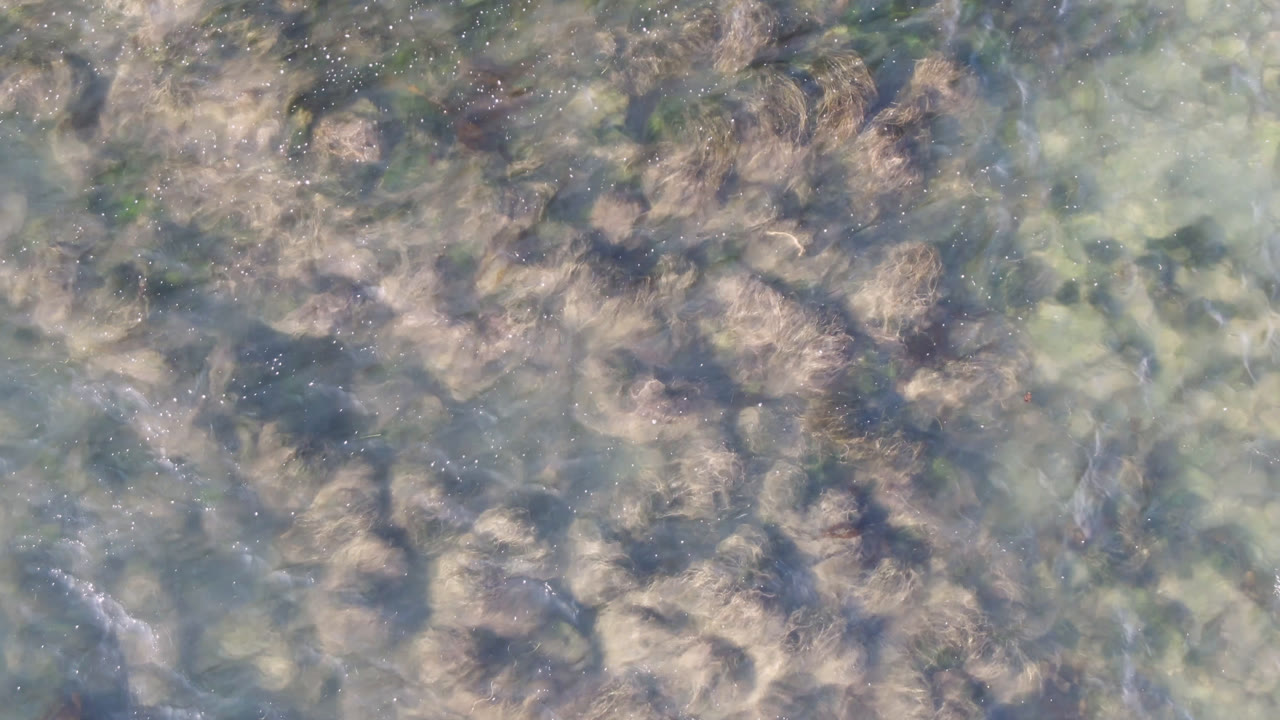 Top-down water texture with seaweed clusters and soft reflections