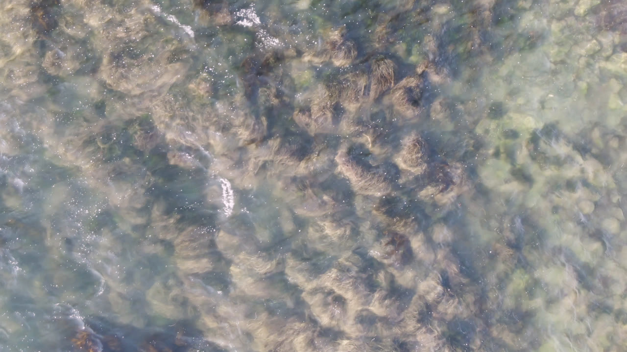 Top-down frame of shallow water over pale rocks and brown seaweed in Bahia Ascuncion, Baja California Sur, with no visible people.