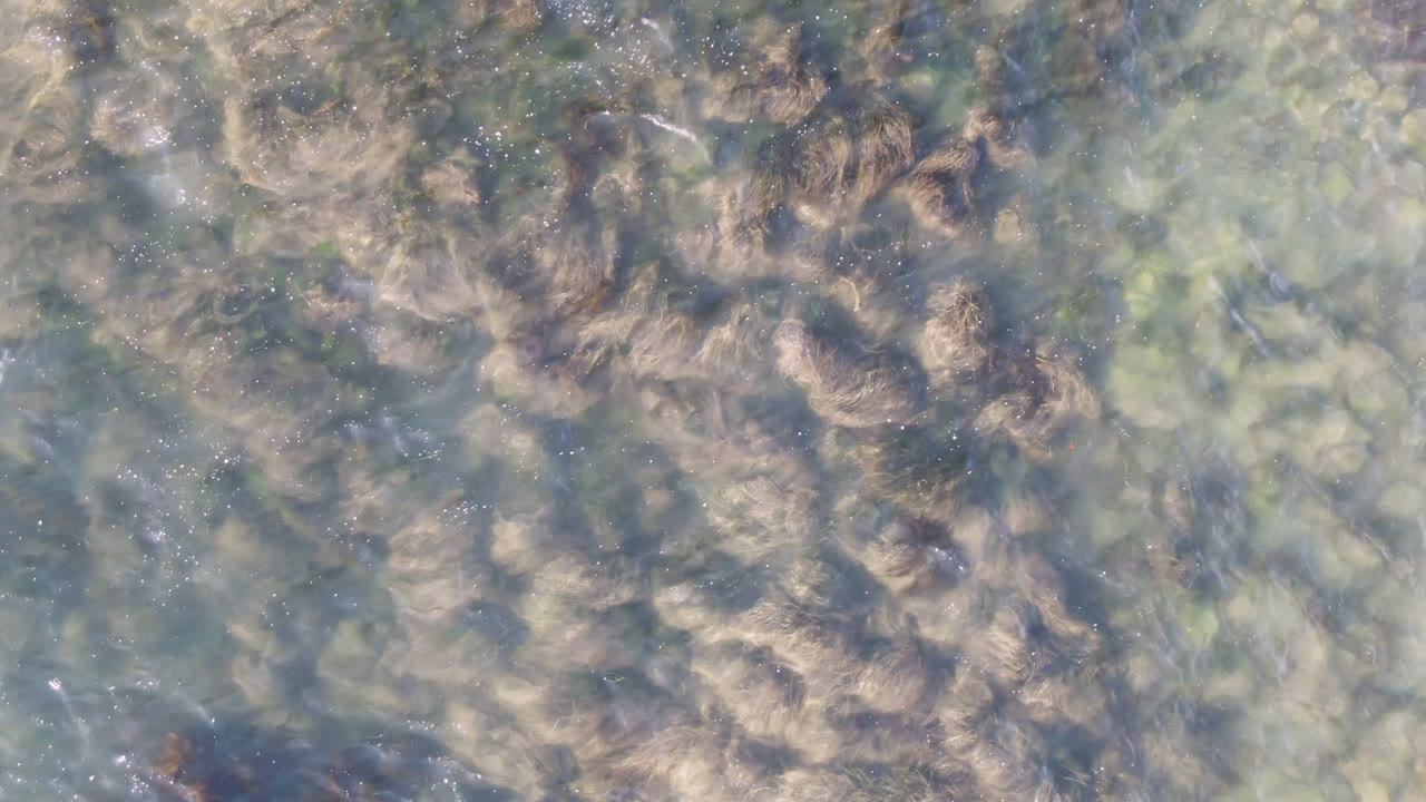 Overhead view of clear coastal water, pale submerged rocks, and scattered brown seaweed patches in Bahia Ascuncion, with no visible people.