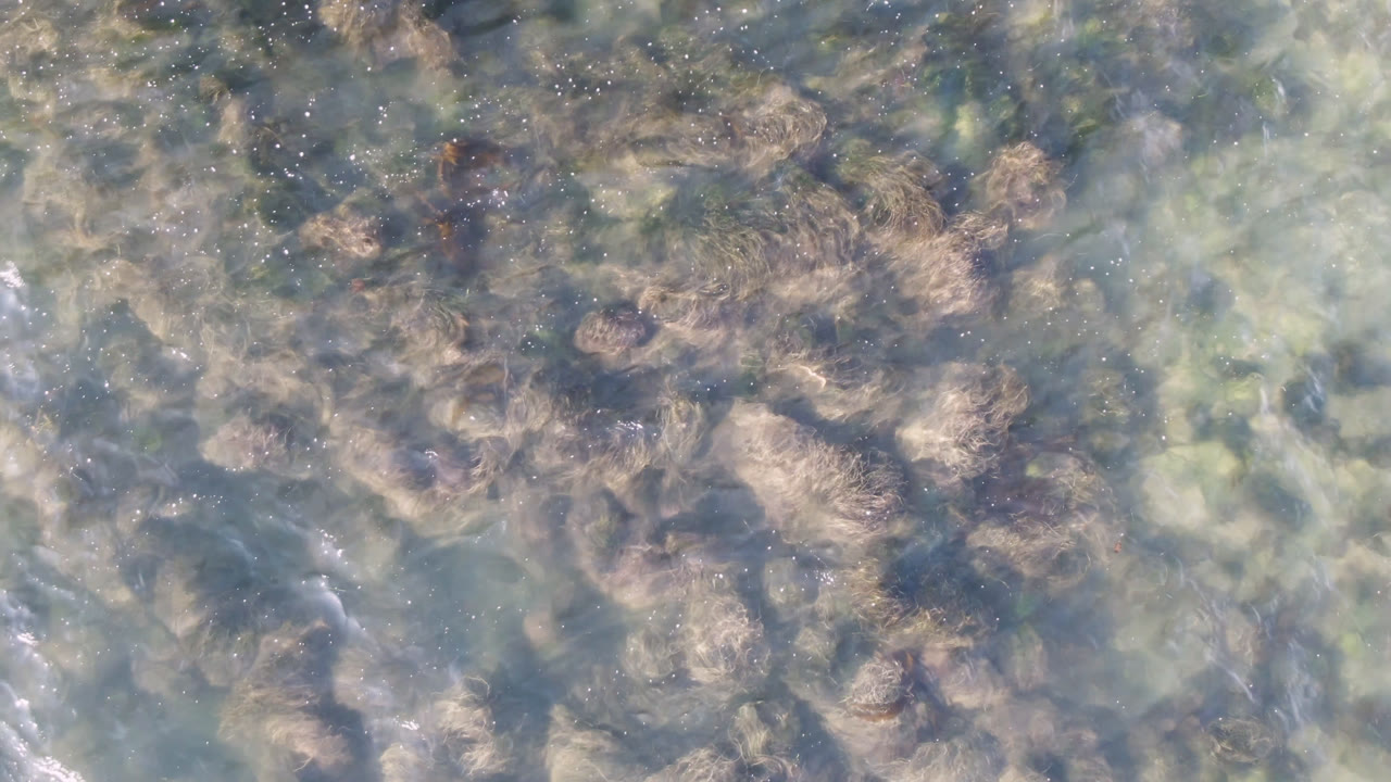 Clear shallow water in Bahia Ascuncion shows brown seaweed patches under a blue-green surface at the start of the clip, with no visible people.