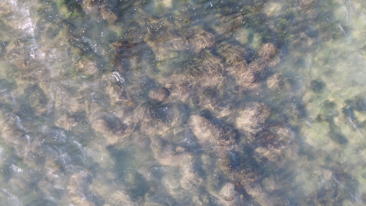 At 0:01, the Bahia Ascuncion water surface shows tan seaweed clusters and pale green areas beneath faint ripples, with no visible people.