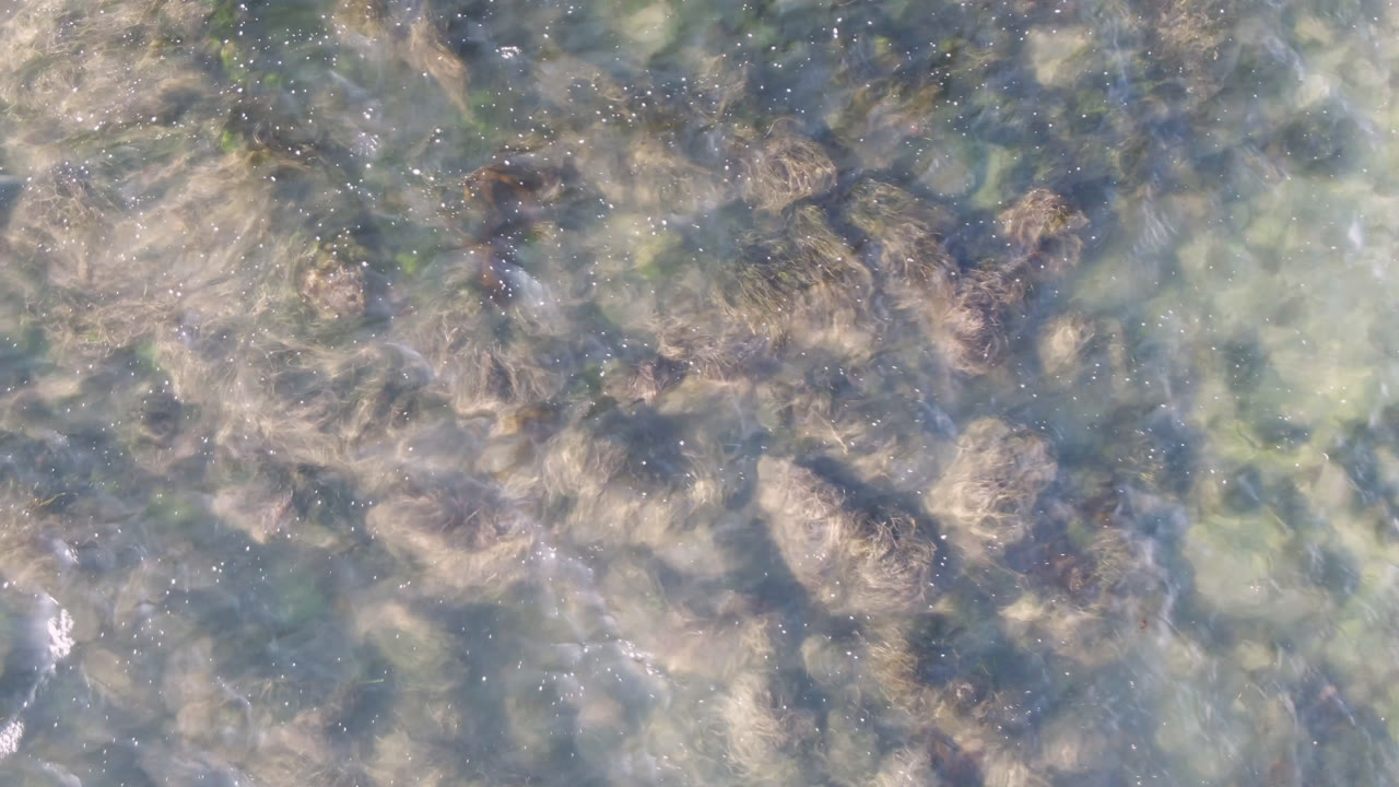 Submerged seaweed mats visible through rippled coastal water
