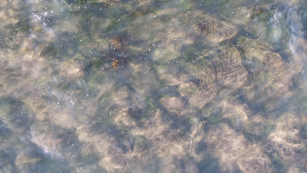 Opening frame of rippled blue-green water and tan seaweed at Bahia Ascuncion, Baja California Sur, Mexico, with no visible people.