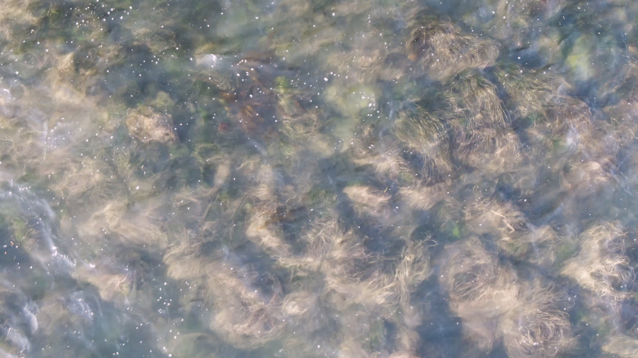 Second frame showing dense tan seaweed forms beneath lightly rippled water in Bahia Ascuncion, with scattered white bubbles and no visible people.