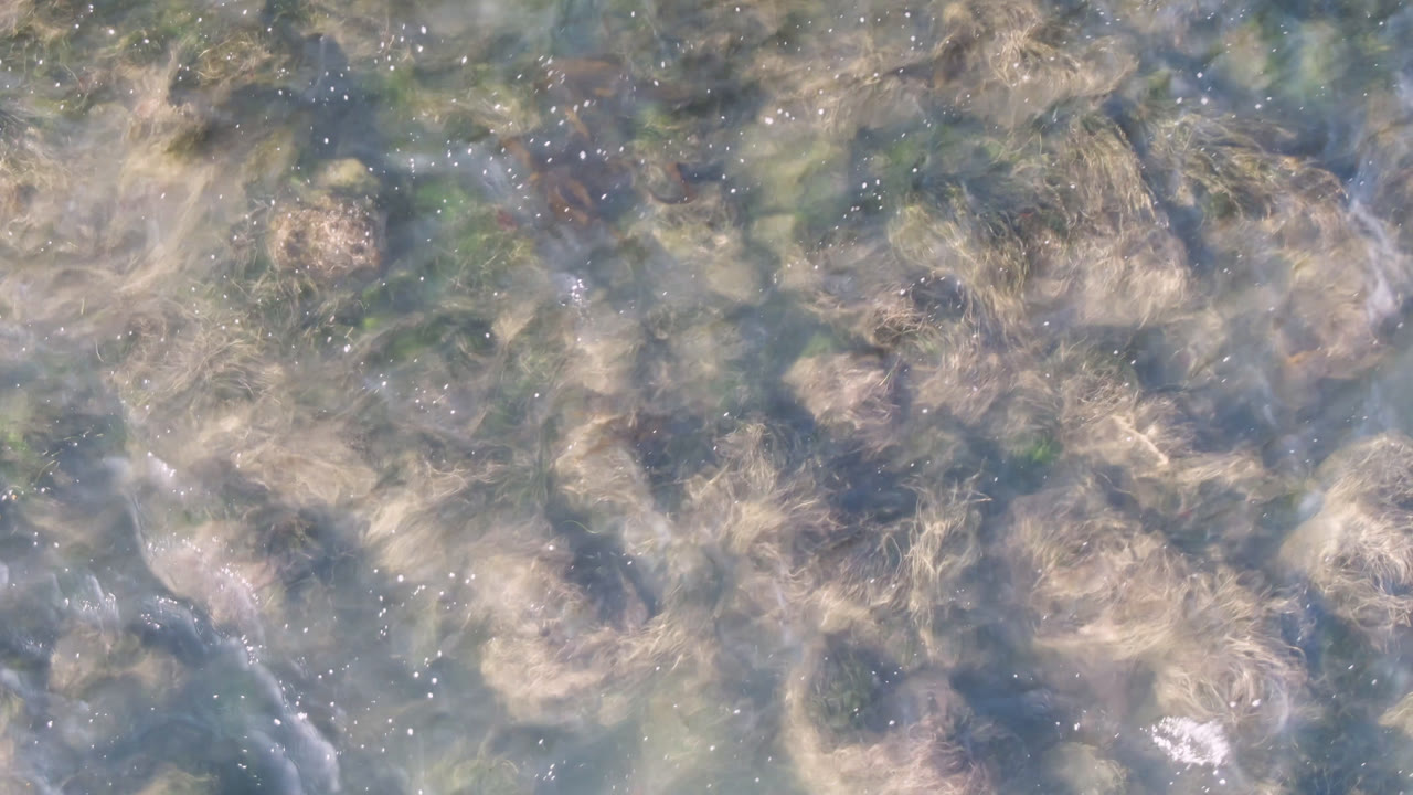 Blue-green water surface with pale seaweed strands