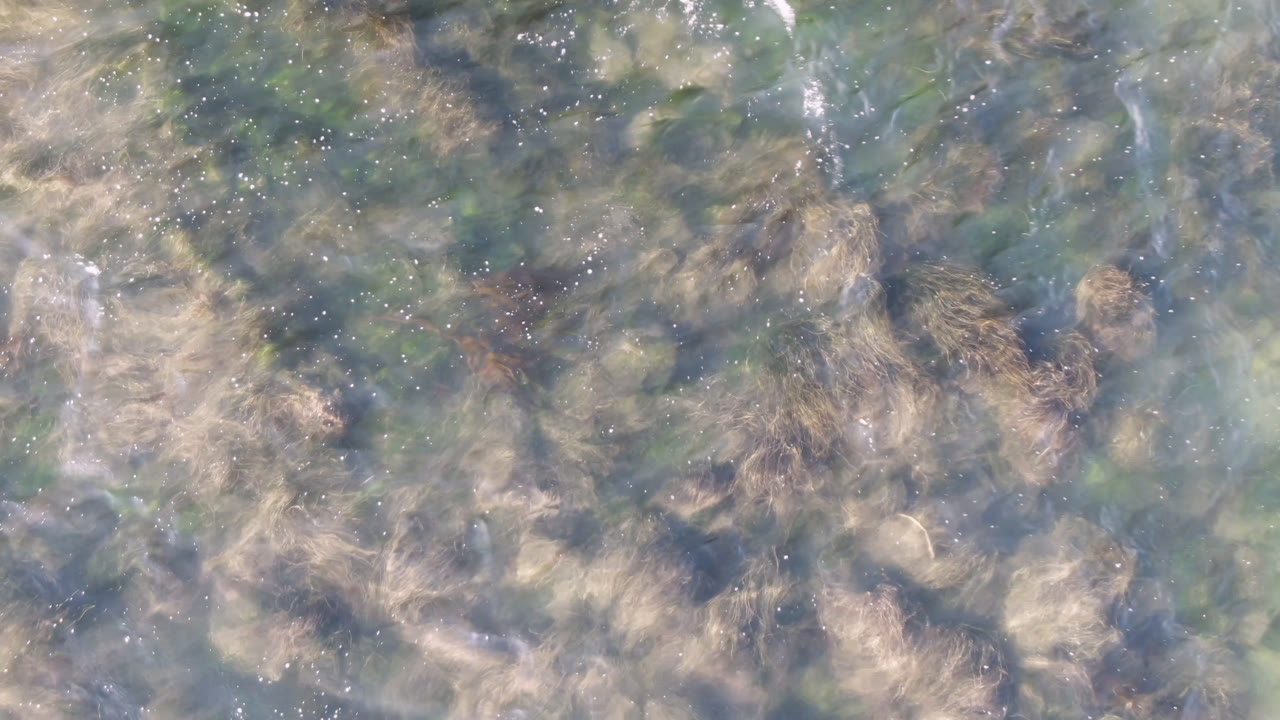 Shallow blue-green water in Bahia Ascuncion with pale floating seaweed spread across the frame and no visible people.