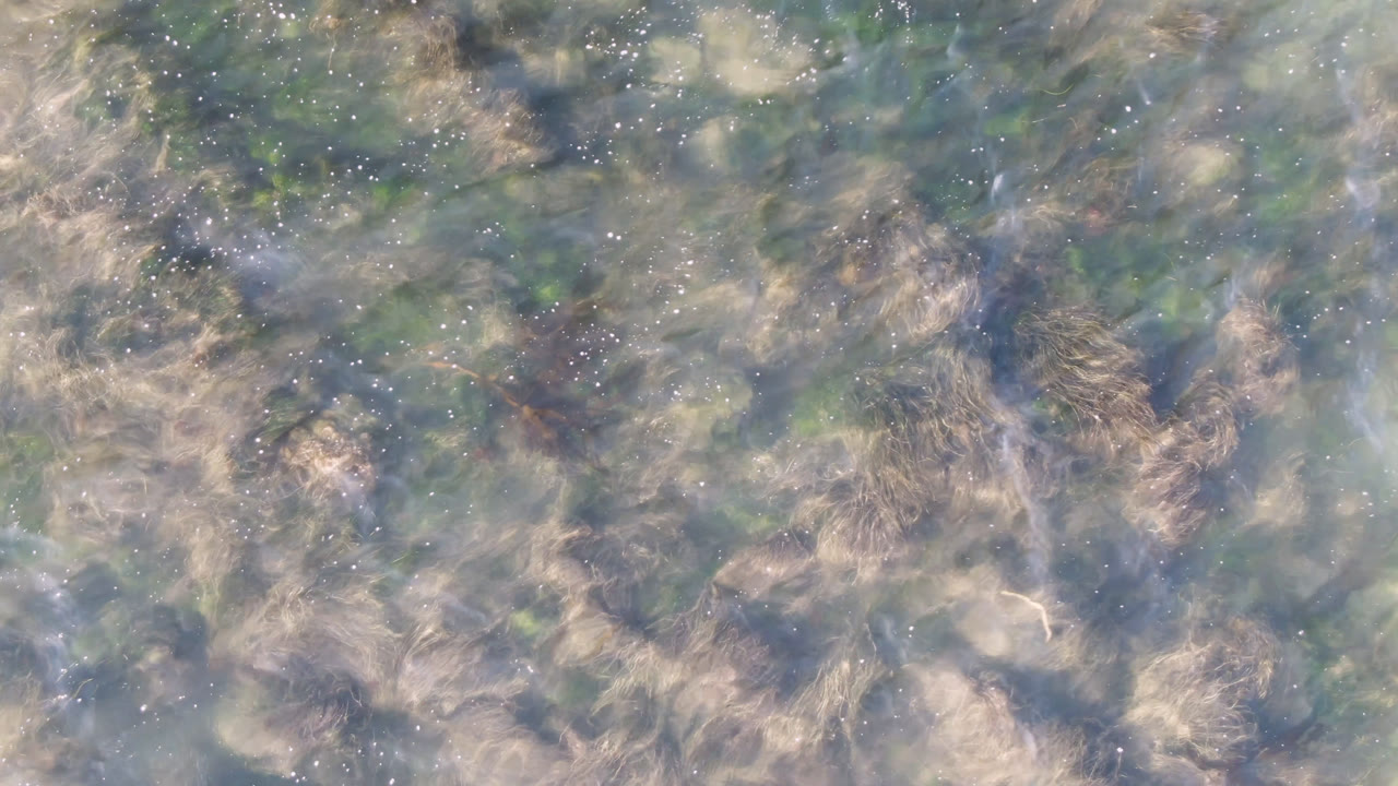 A later moment shows denser pale seaweed forms under lightly rippled Bahia Ascuncion water, with no visible people.