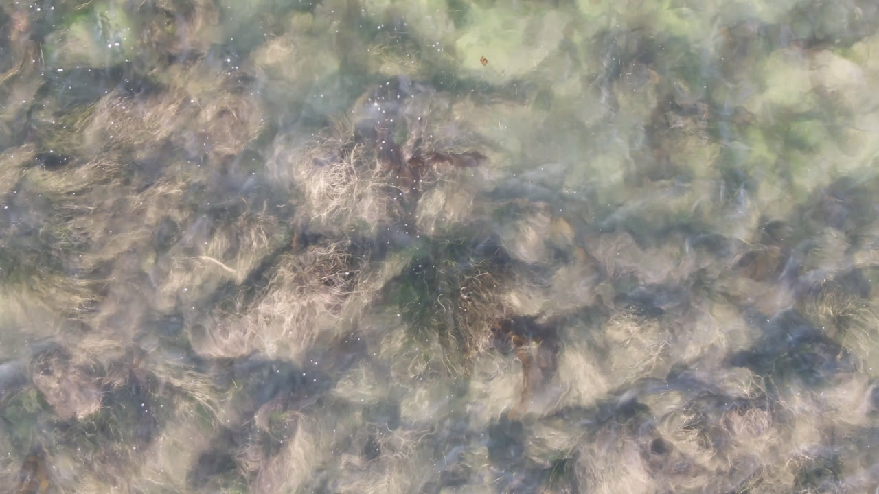 Soft shallow water texture in Bahia Ascuncion with tan seaweed patches beneath the surface and no visible people.